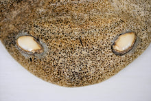 Load image into Gallery viewer, Whale Bone Masks