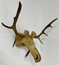 Load image into Gallery viewer, Carving of Moose Head
