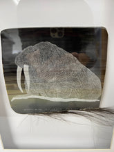 Load image into Gallery viewer, Baleen Etching of Walrus
